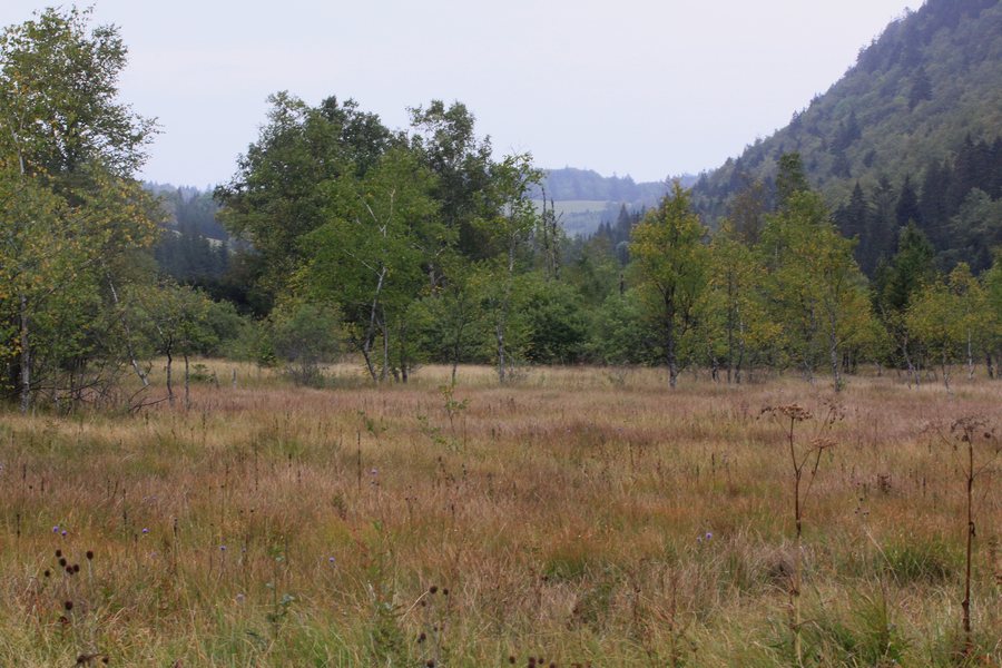 File:Tourbière de l'Entrecôtes-du-Milieu à Foncine le Haut (Jura).jpg