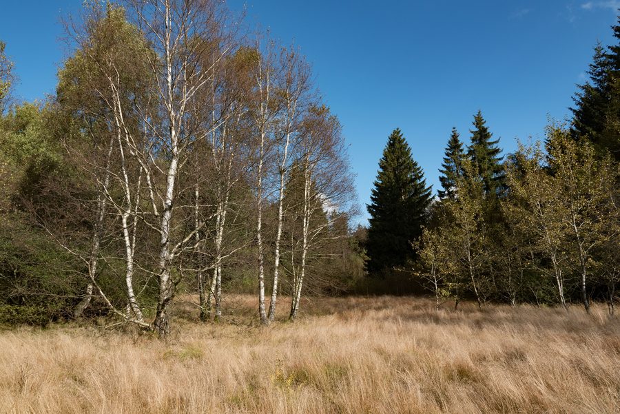 Schwarzes Moor in der Langen Rhön