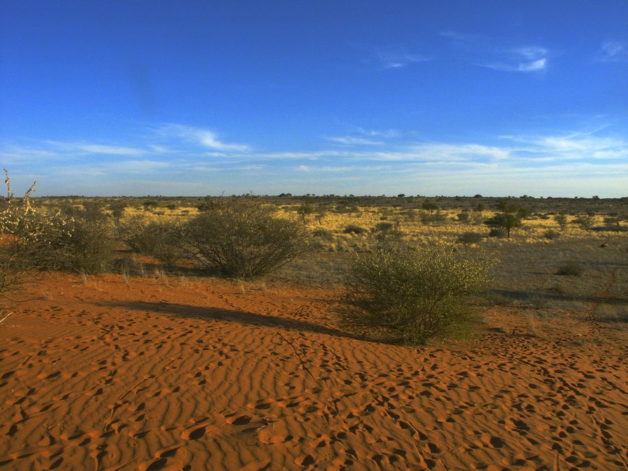 Paesaggio del Kalahari in Botswana