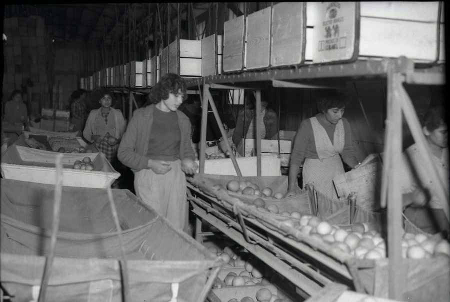 Paesaggio agricolo a Rehovot