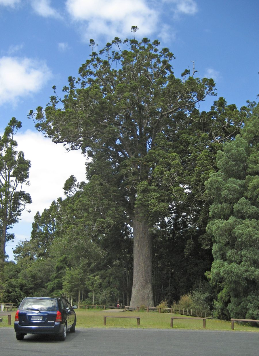 Kauri McKinney nel Parry Kauri Park vicino a Warkworth