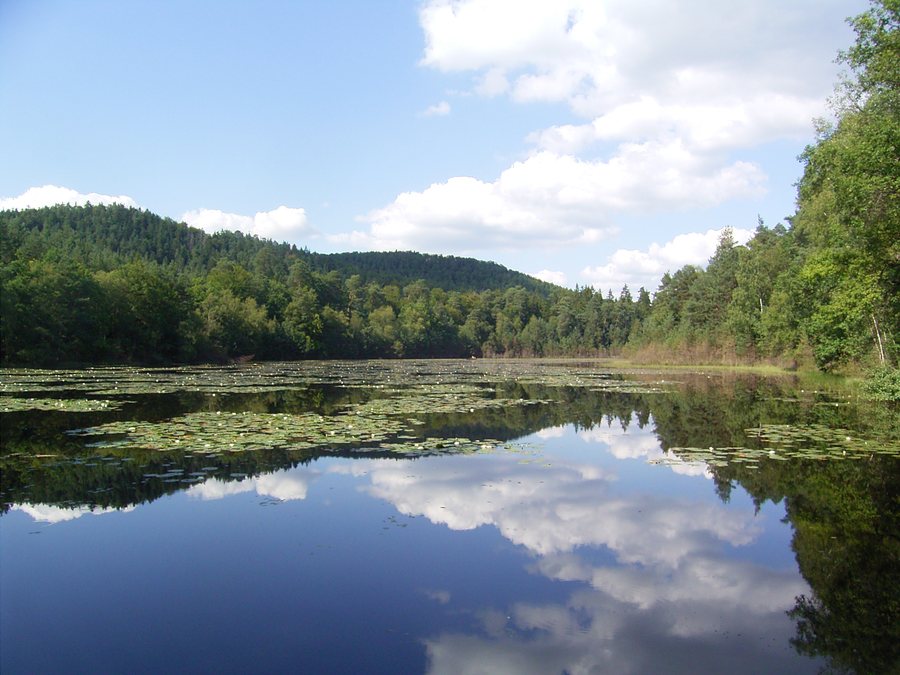 File:France Moselle Philippsbourg Etang du Liesbach.jpg