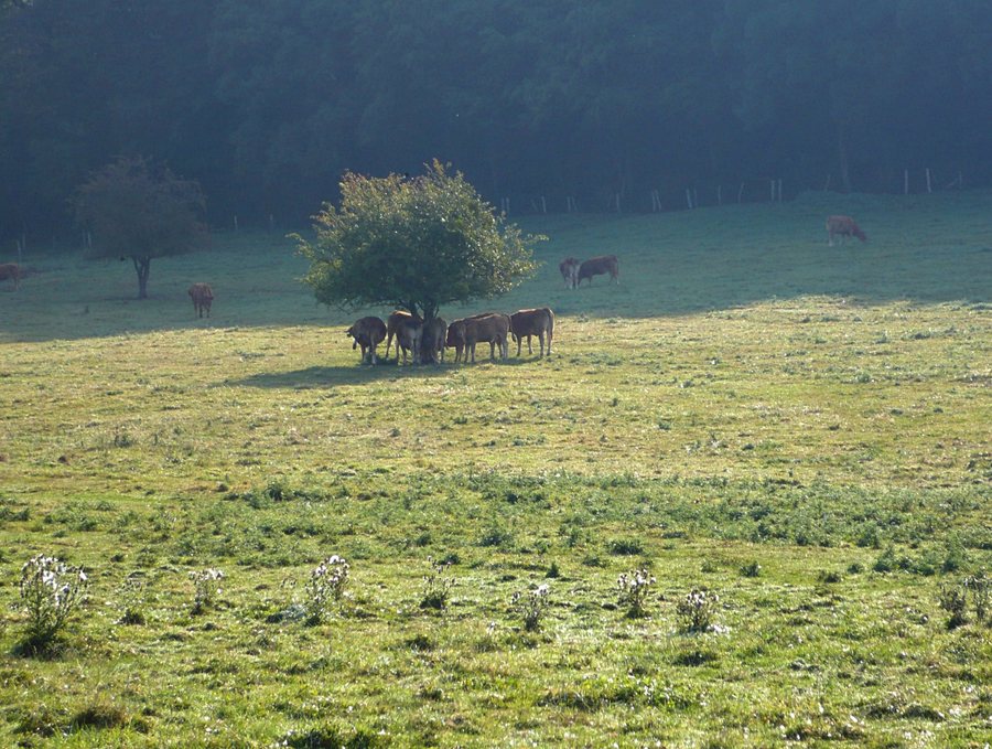 File:Morning light near Florent-en-Argonne - panoramio.jpg