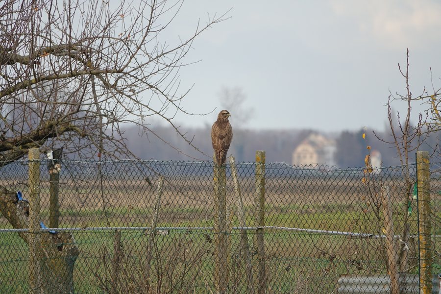 File:Buse variable (Buteo buteo), Elsenheim (Bas-Rhin, France).jpg