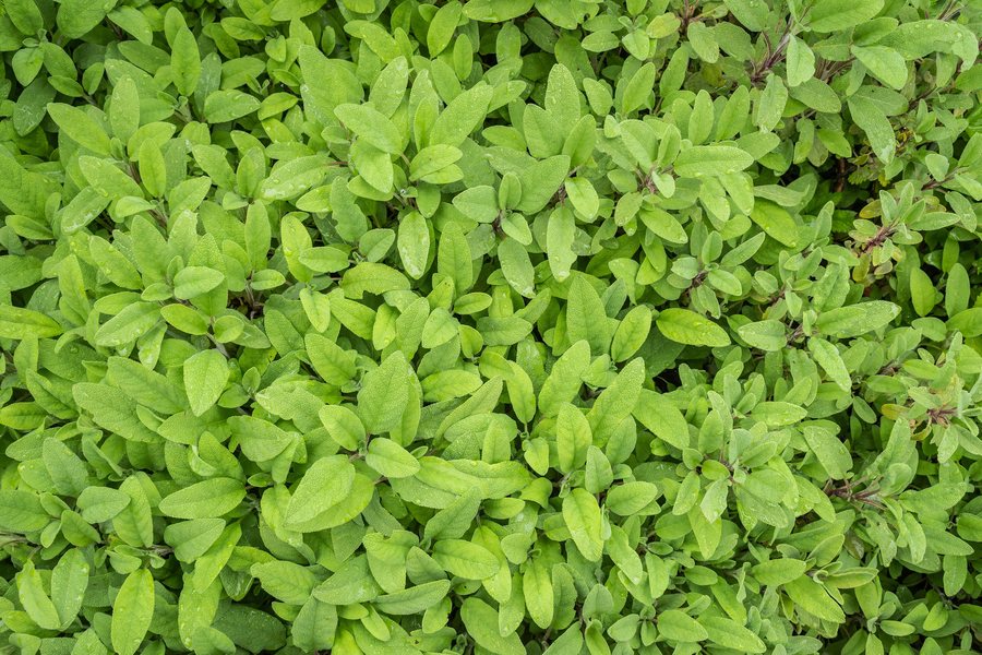 File:Salvia officinalis in Cardaillac (1).jpg
