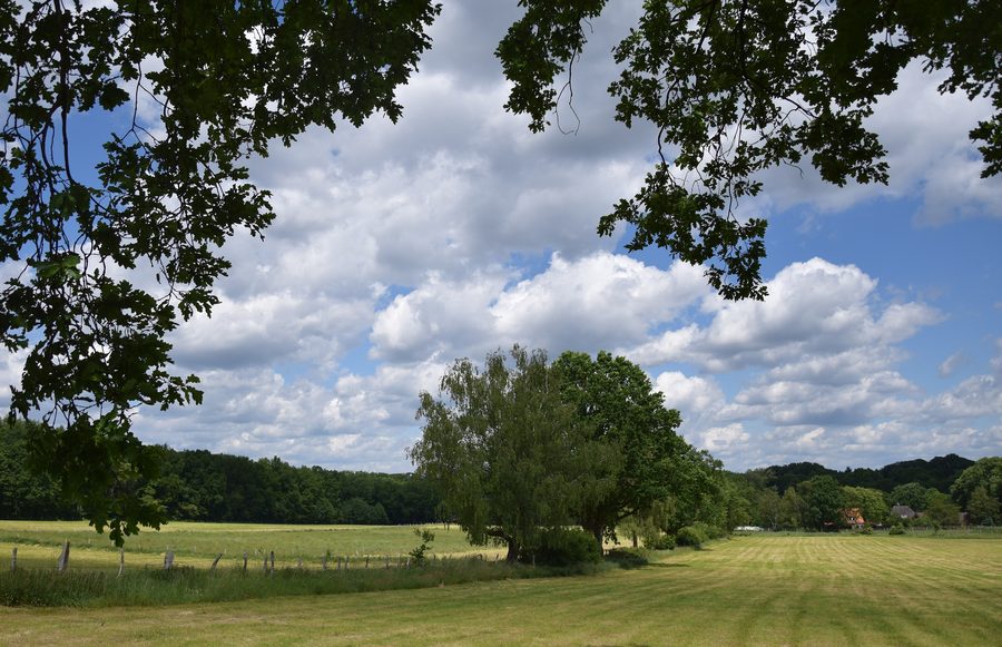 Meadows in Wohltorf, Herzogtum Lauenburg, in June