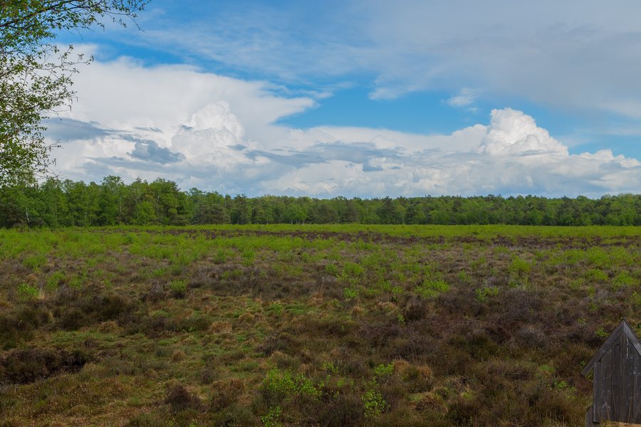 File:Naturschutzgebiet Hahlener Moor 02.jpg