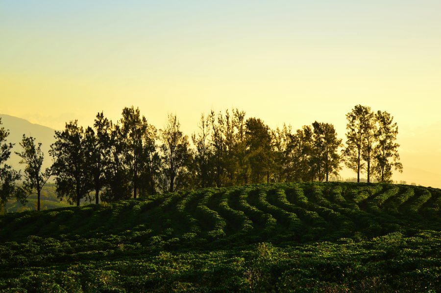 Coffee plantation on a green hillside in Heredia, Costa Rica.