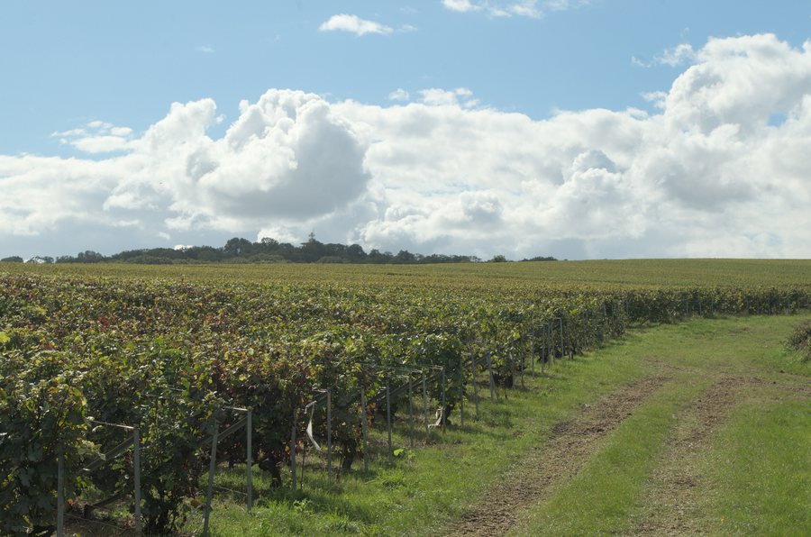 File:Vignes aux abords de Berru (PTX0590).jpg