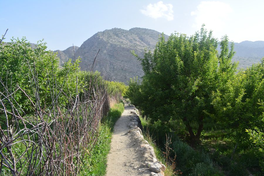 Landschaft mit Bäumen in Belutschistan, Pakistan