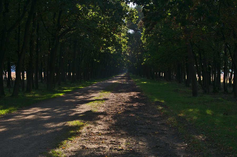 File:Steeg tussen Westerheide en Bussumer Heide, Hilversum.jpg