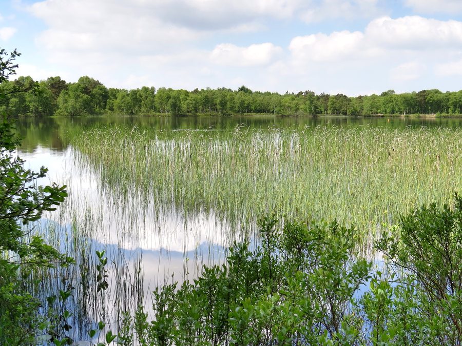 Südostufer des Silbersees im Naturschutzgebiet Silbersee und Laaschmoor