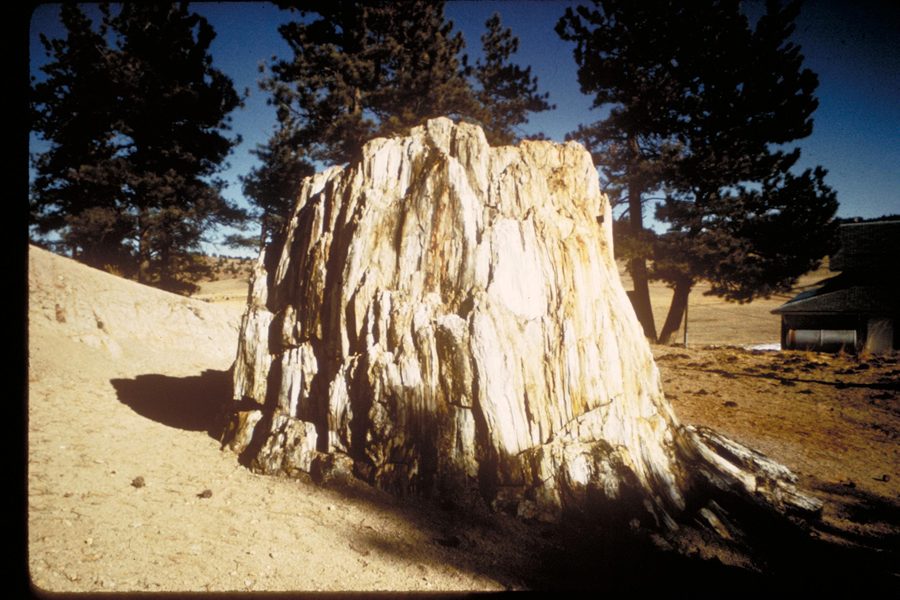 Ceppo fossilizzato di sequoia nel Florissant Fossil Beds National Monument