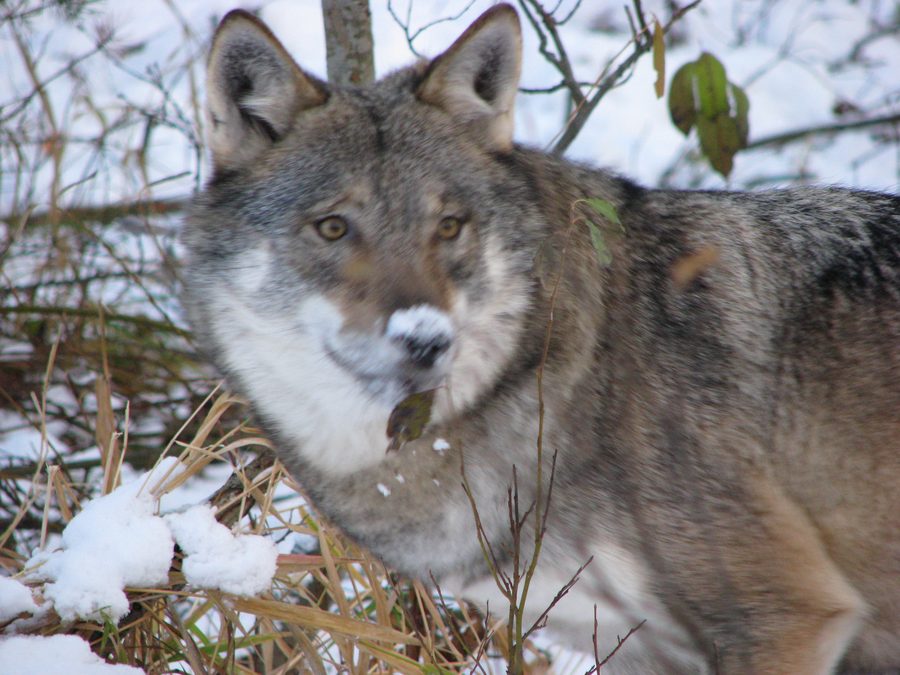 lupo al Namsskogan Familiepark