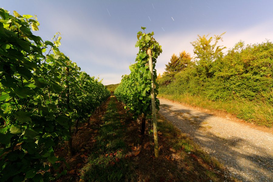 File:2017-07-07 23-40-06 vignes-osenbach.jpg
