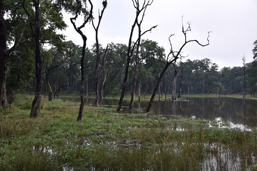 Paesaggio forestale nella pianura del Nepal