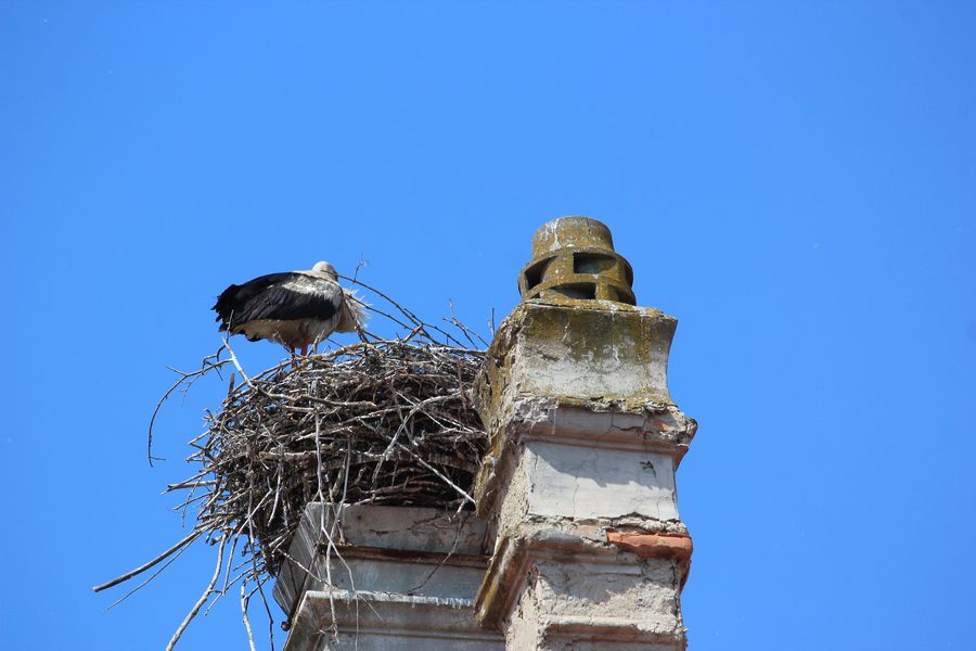 Weißstorch auf Schloss Marchegg in Niederösterreich