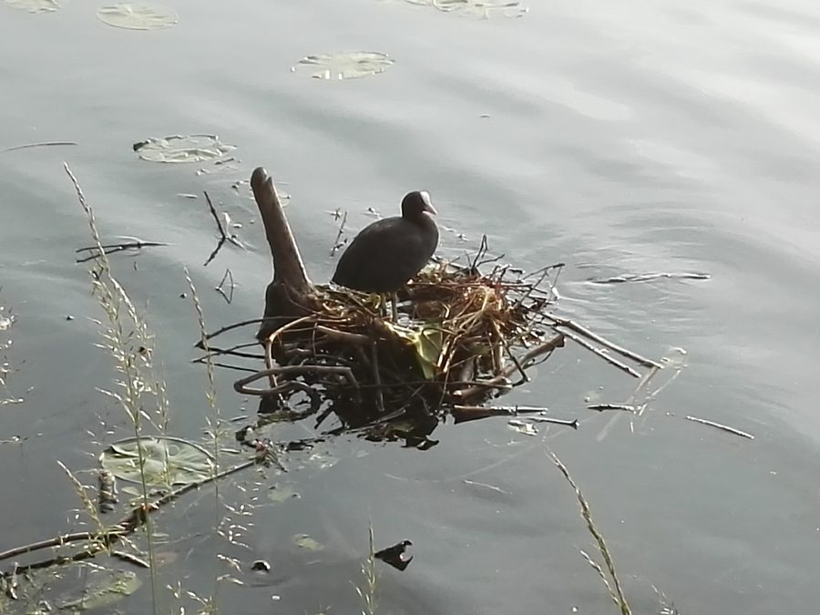 Folaga con nido al Baldeneysee a Essen