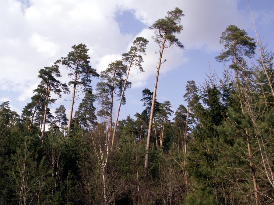 Foresta di Tytuvėnai nel distretto di Kelmė, Lituania