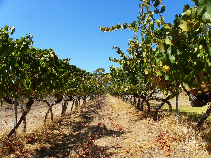 Vigneto in Australia