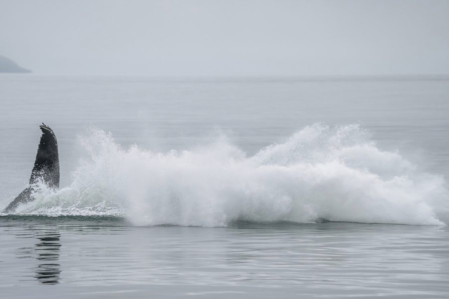 Una megattera salta fuori dall’acqua al largo della costa islandese.