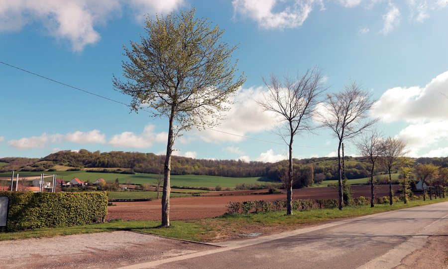 File:Colembert — Bois de Haut (Alembon).jpg
