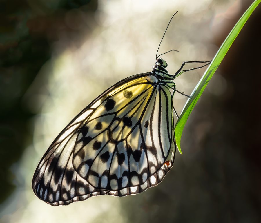 Farfalla di riso con la luce del sole che filtra a Butterfly World, Florida