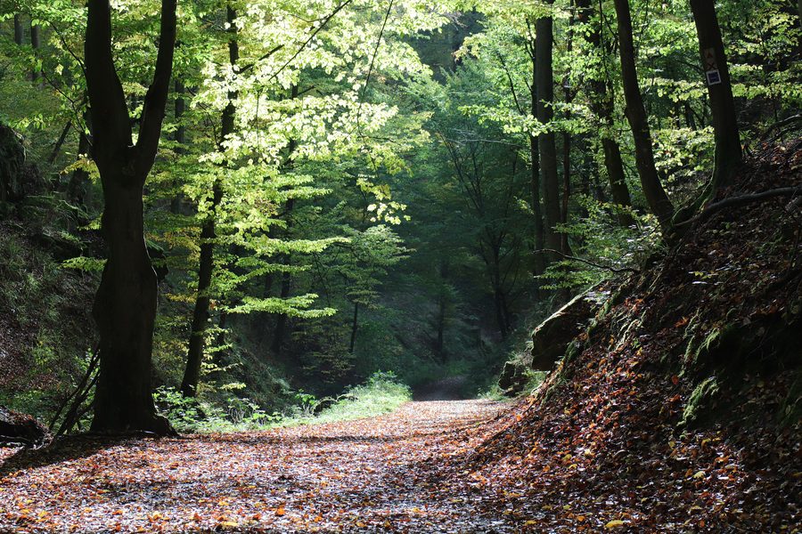 Gola di Rückersbach nel Parco Naturale dello Spessart bavarese