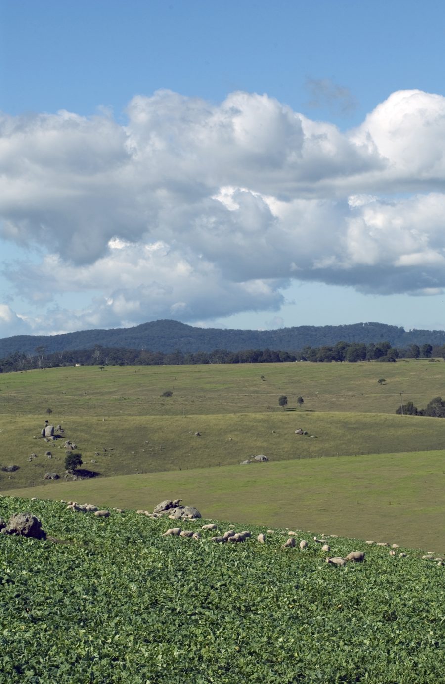 Schafe grasen auf einem Feld im Bega Valley in New South Wales.