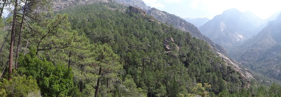 Pini larici e pini marittimi nel bosco di Bonifatu
