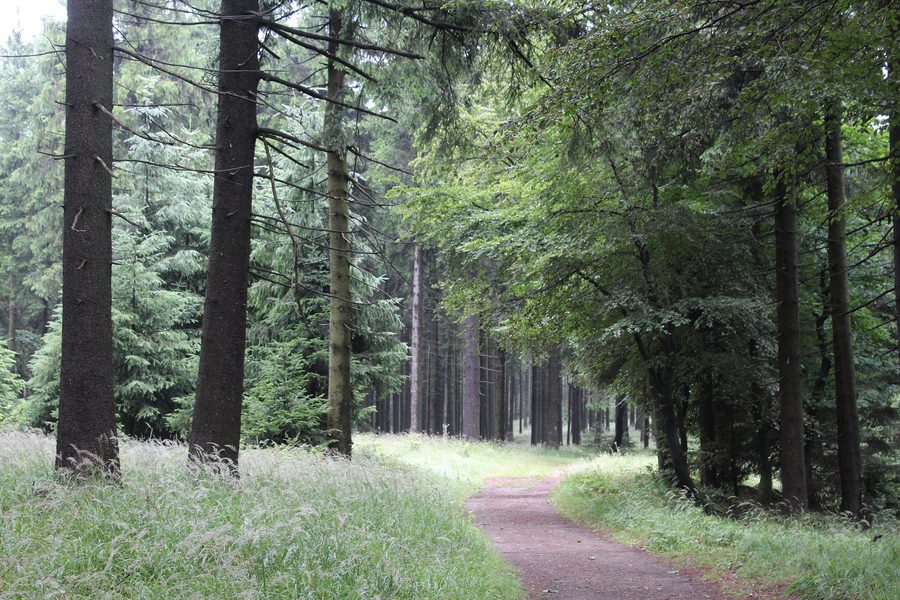Rennsteig am Großen Inselsberg bei Brotterode