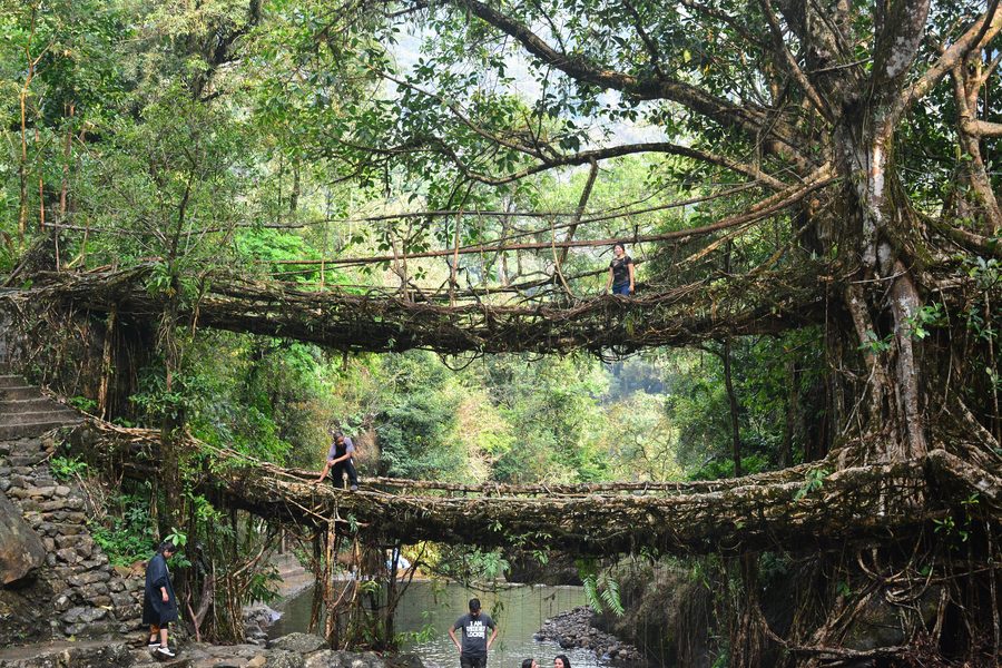 Doppelstöckige lebende Wurzelbrücke in Meghalaya, Indien
