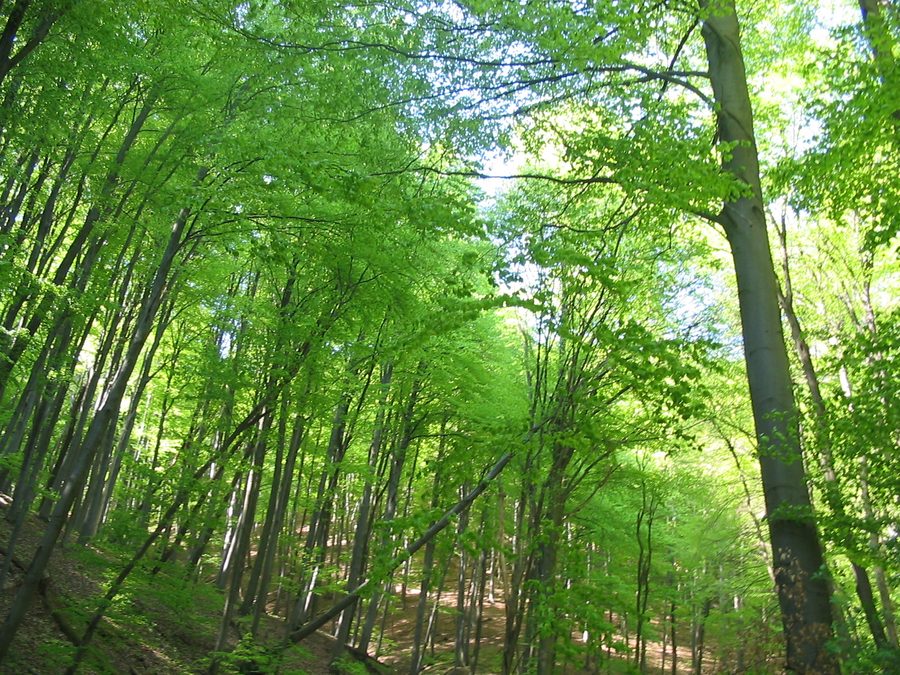 Bewaldete Landschaft bei Óbánya im Mecsek-Gebirge