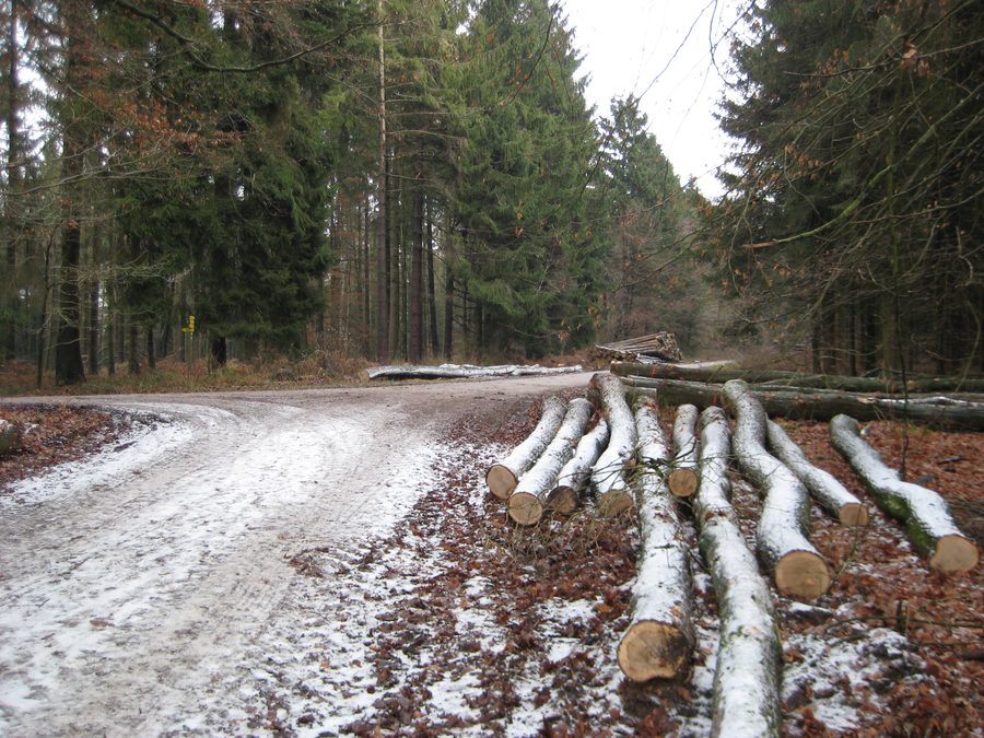 Sentiero di crinale sul Limberg nella Foresta di Teutoburgo vicino a Bad Iburg