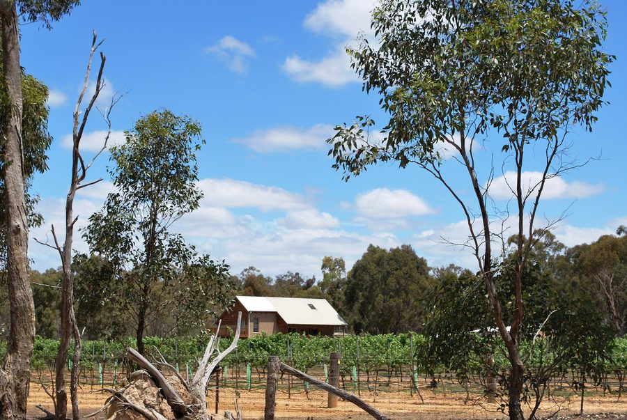 Vigneto presso Amherst nel Victoria, Australia