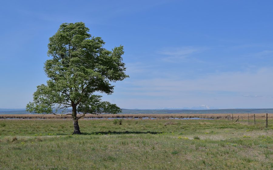 Wide flat landscape in the Neusiedler See–Seewinkel National Park with water, reeds, and open steppe.