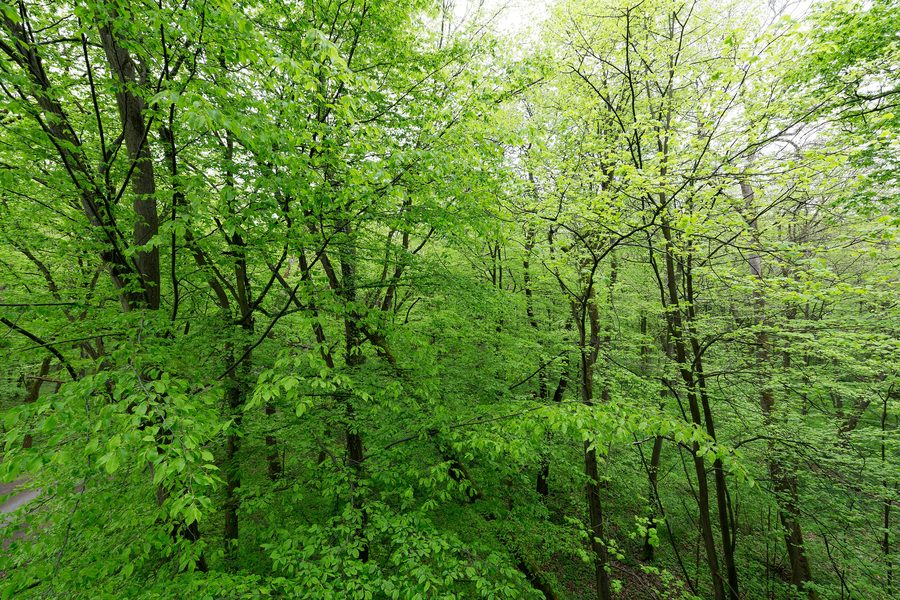 Ausblick vom Baumkronenpfad im Nationalpark Hainich bei Schönstedt