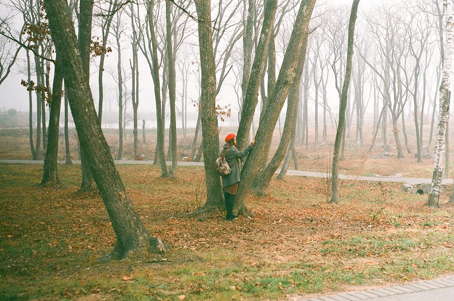 Paesaggio boscoso a Russky Island presso Vladivostok