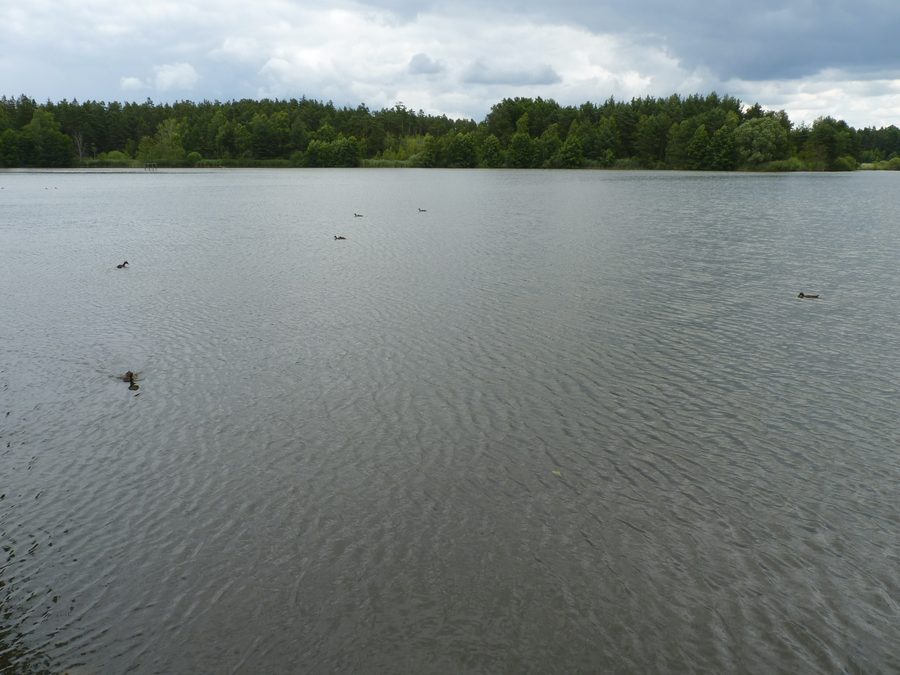 Hodějovský rybník nel paesaggio di Třeboňsko