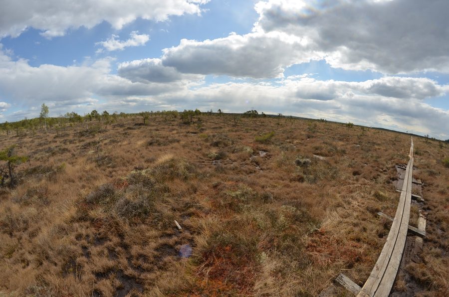 Panoramablick über die Moorlandschaft im Store-Mosse-Nationalpark in Småland