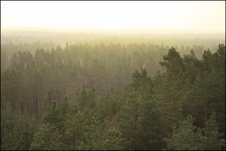 Blick von einem Aussichtsturm auf den Usma-See in Lettland