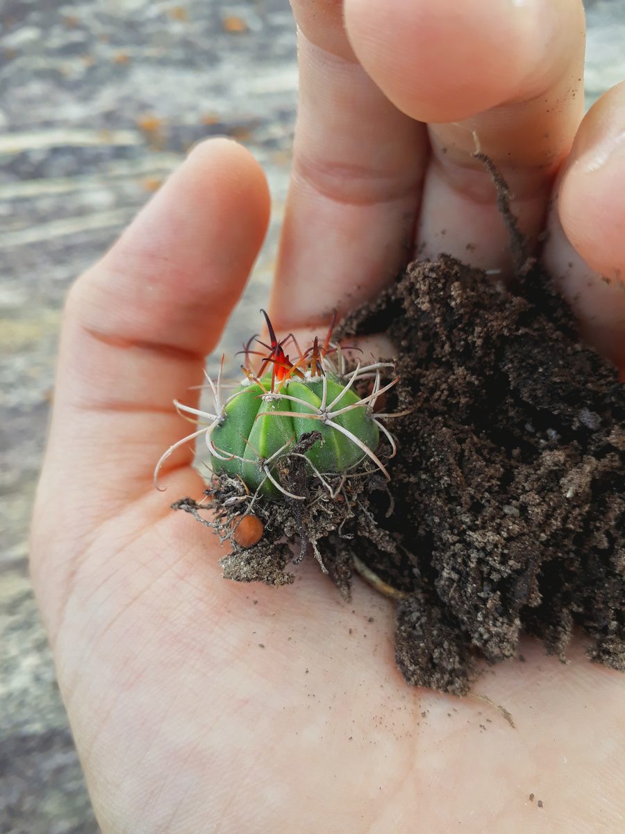 Cactus e paesaggio dell’entroterra nel Paraíba