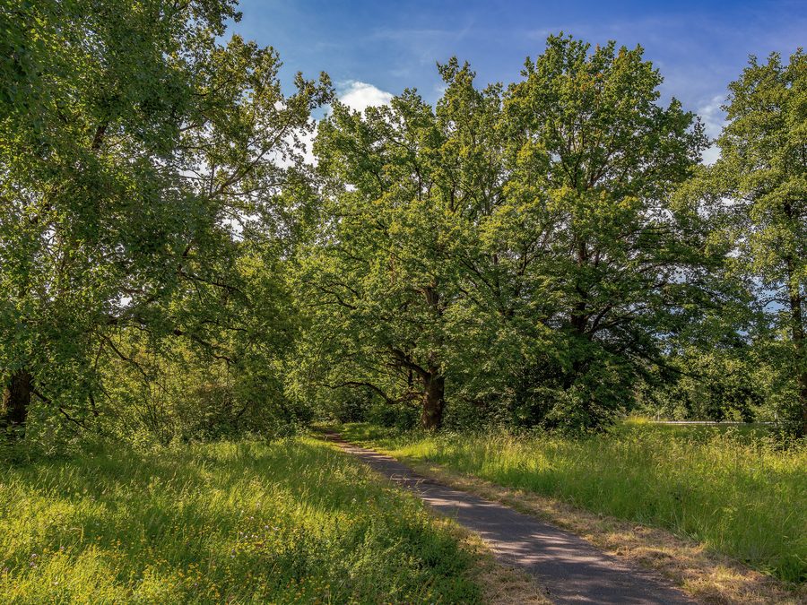 Querce nella riserva naturale di Stocksee e dintorni