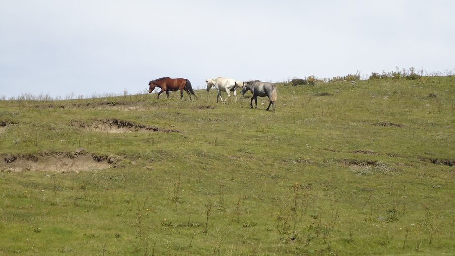 Landschaft mit Hügeln und Bergwiesen im Khaptad-Nationalpark in Westnepal