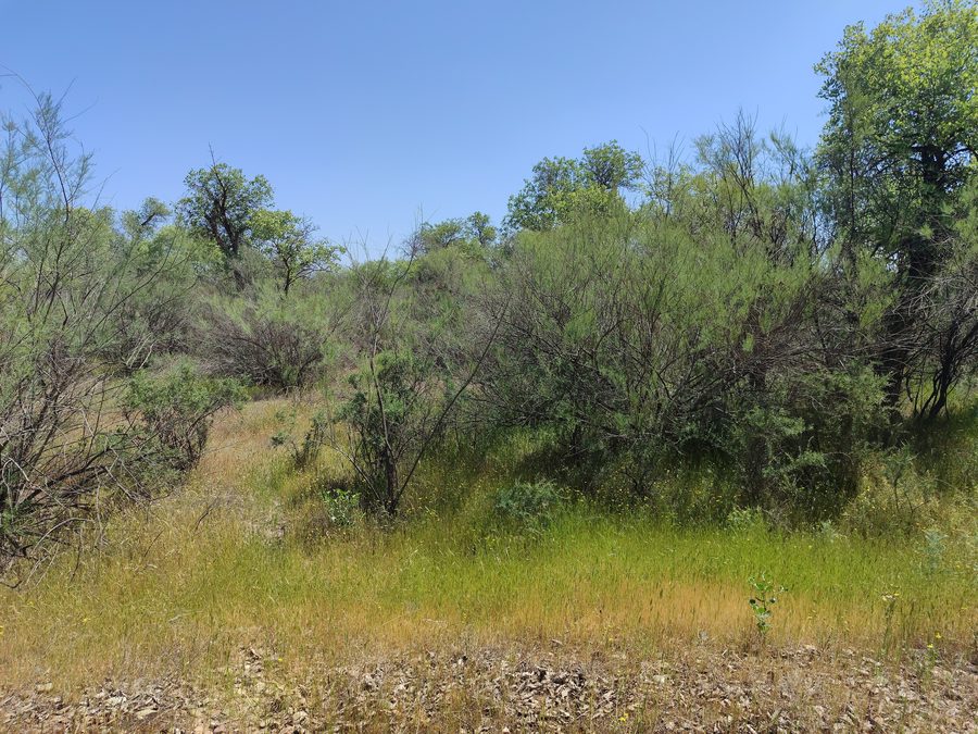 Protected area in Tajikistan, Tigrovaya Balka Nature Reserve, Khatlon Province