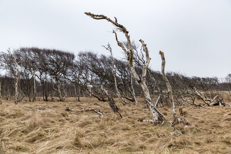 Dünenlandschaft im Nationalpark Niedersächsisches Wattenmeer auf Norderney
