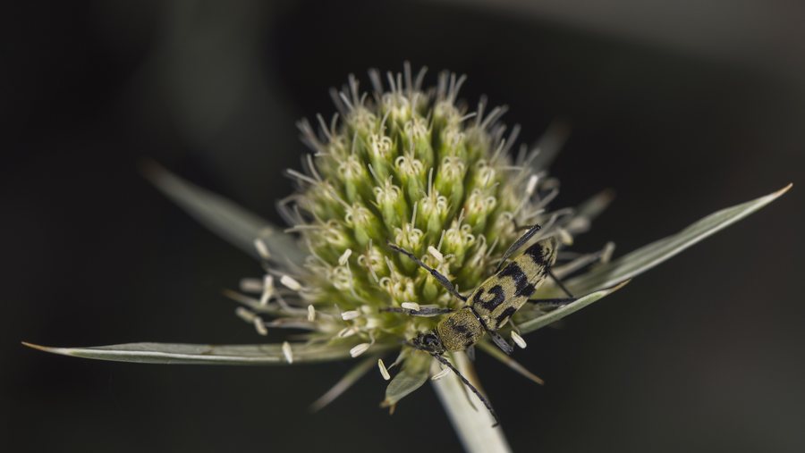 File:Eryngium campestre, Chlorophorus varius, Clermont-l'Hérault cf01.jpg