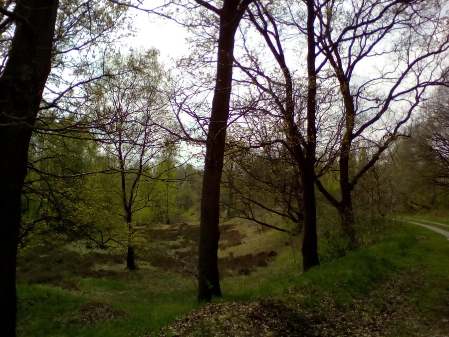 Herrenmoor bei Kleve im Kreis Steinburg