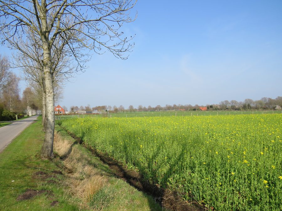 Westerstraße in Kleinhesel