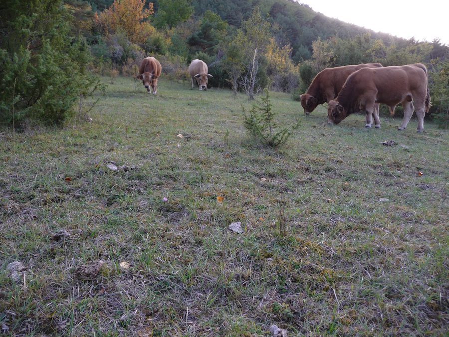 Bovini Aubrac su un pascolo rurale nell'Aveyron
